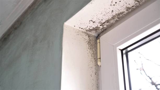 Best Industrial Mold Remediation  in Beaver, UT
