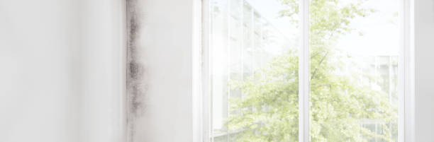 Reliable Beaver, UT Mold Removal Solutions
